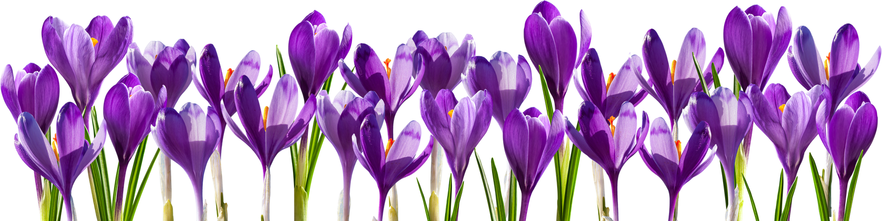 Crocus Purple Flowers Isolated Png