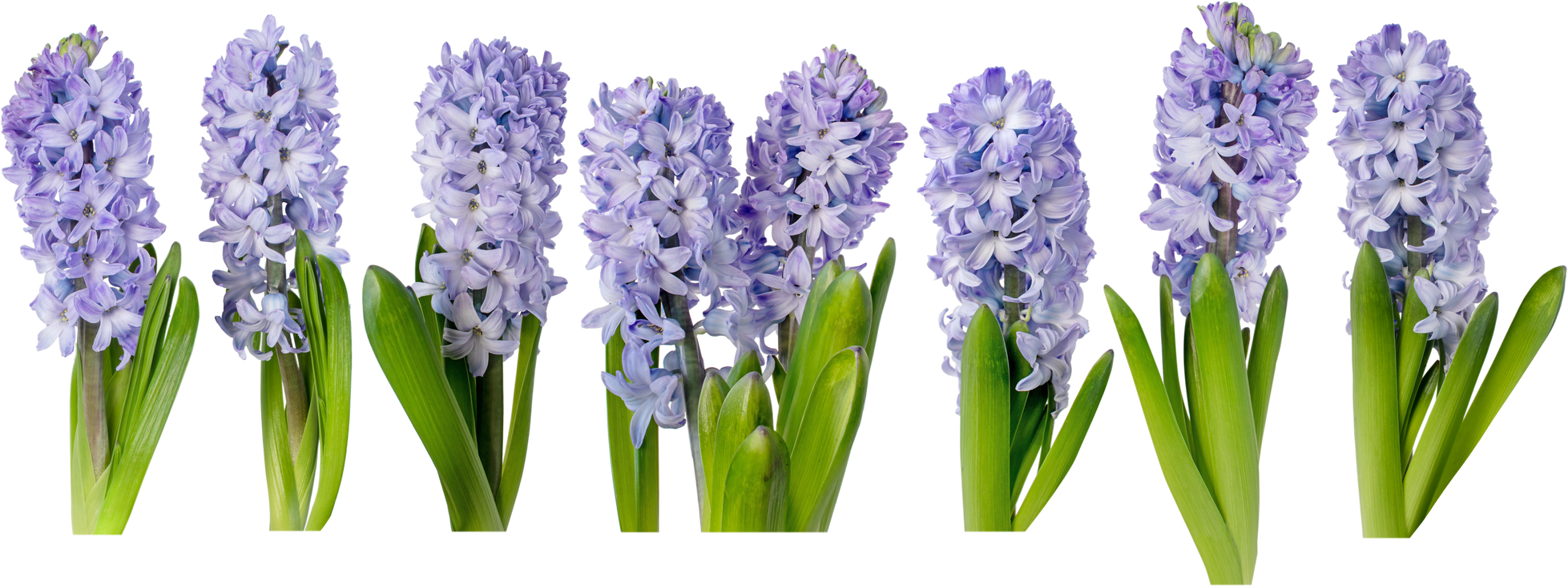 Purple Hyacinth Flowers
