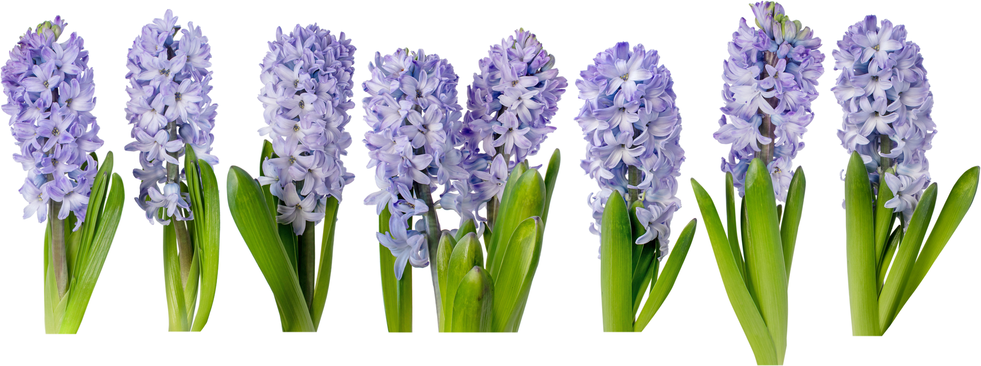 Purple Hyacinth Flowers