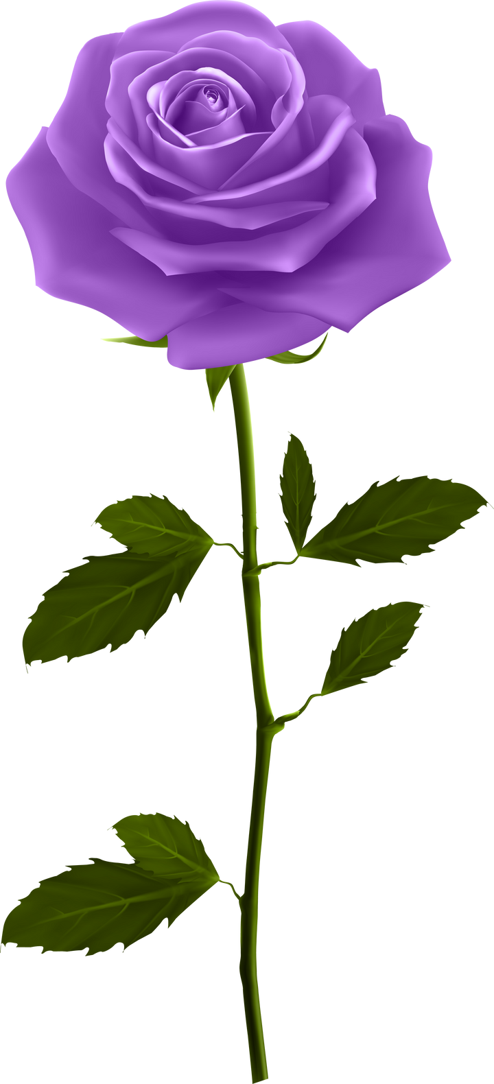 purple rose with stem illustration 3