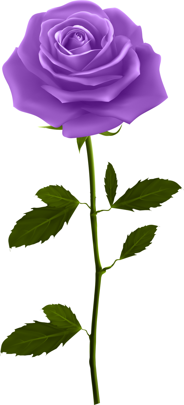 purple rose with stem illustration 3