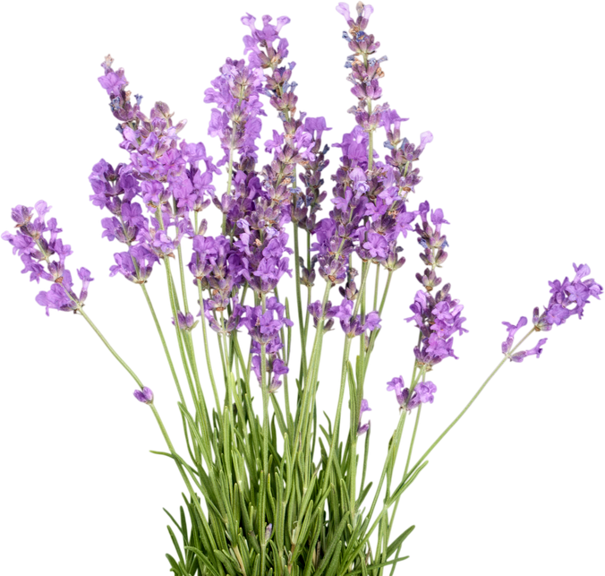 Bunch of Lavender Flowers